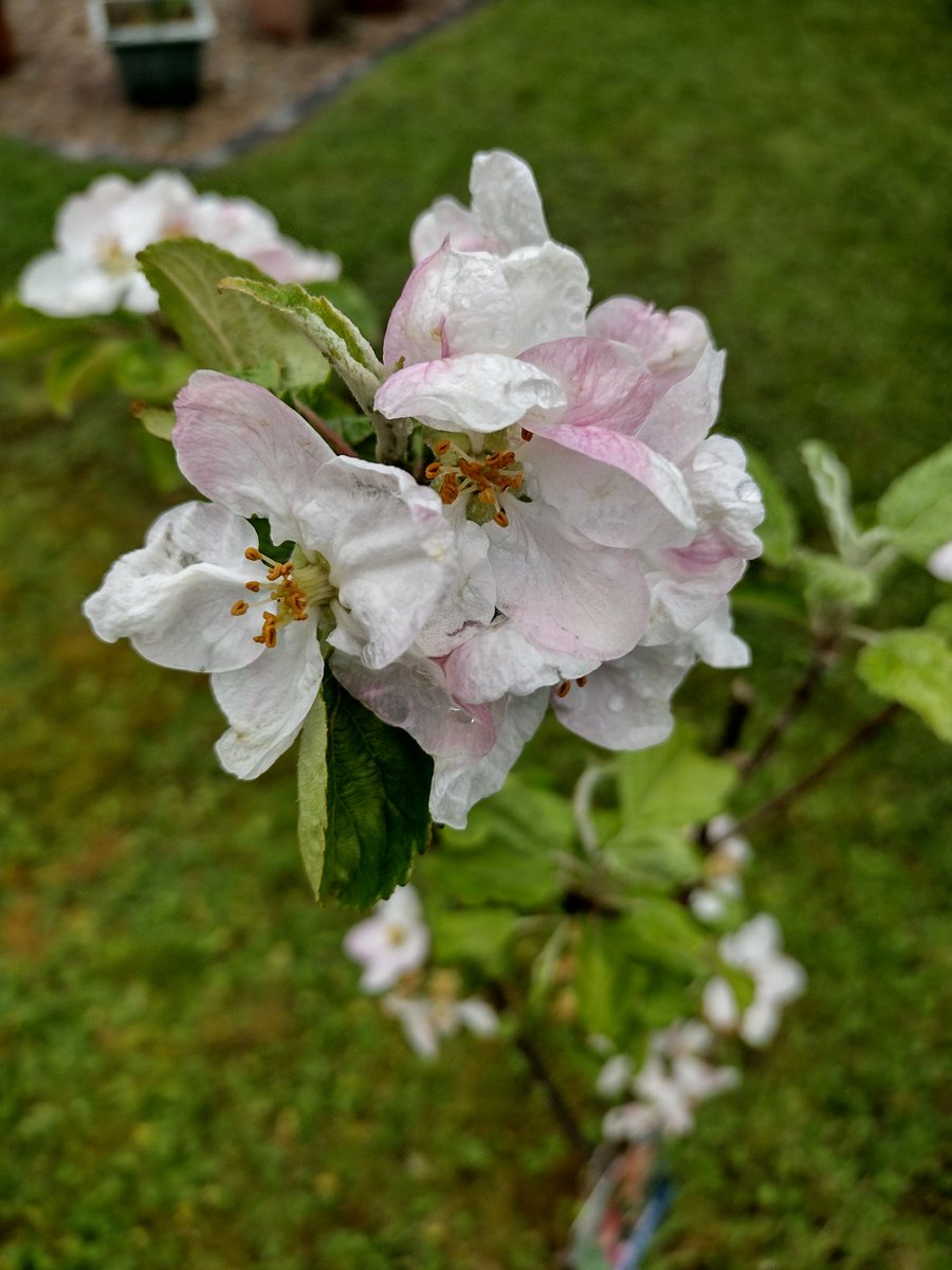 Garden inspection 

#appleblossom
1/2