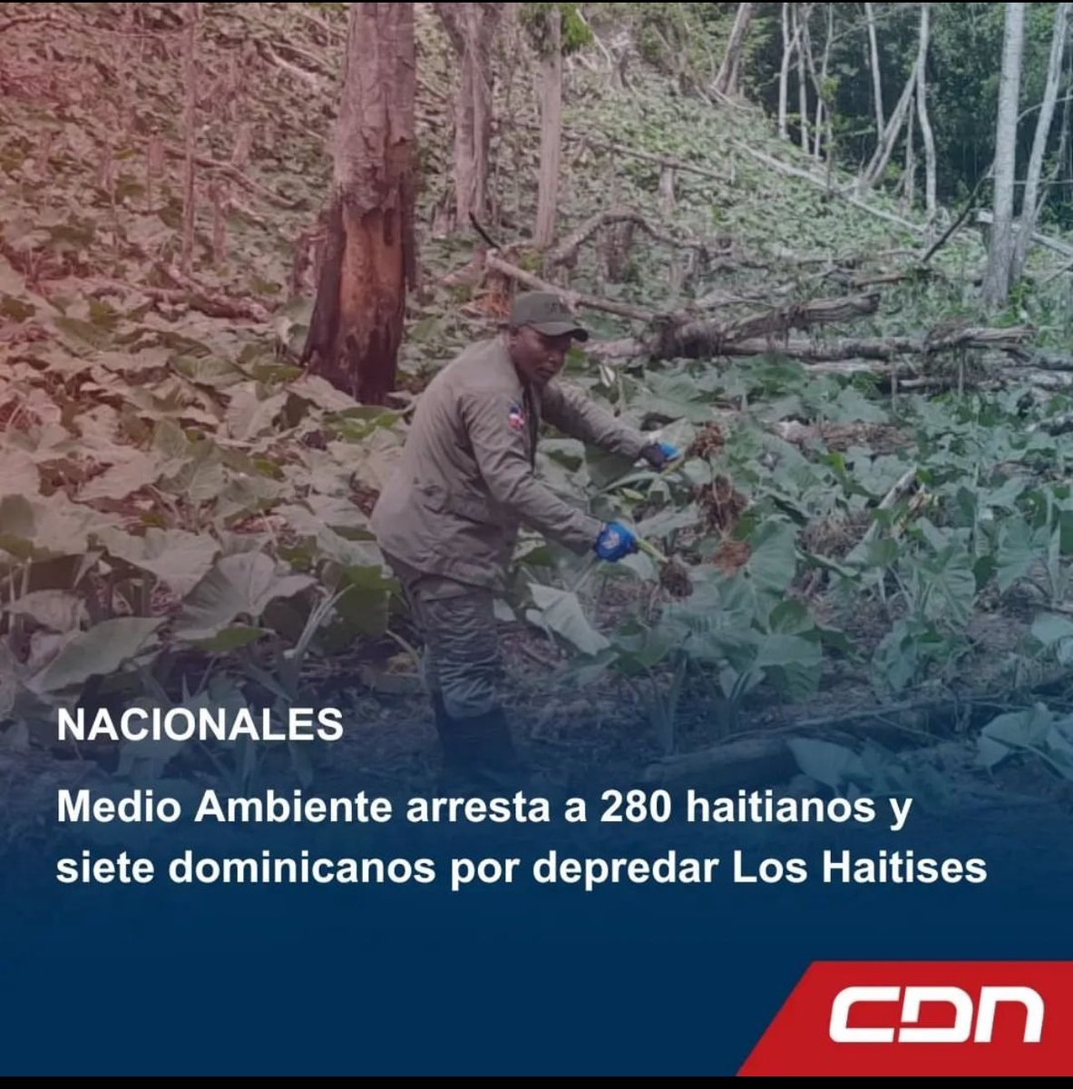 Medio Ambiente arresta a 280 haitianos y siete dominicanos por depredar Los Haitises