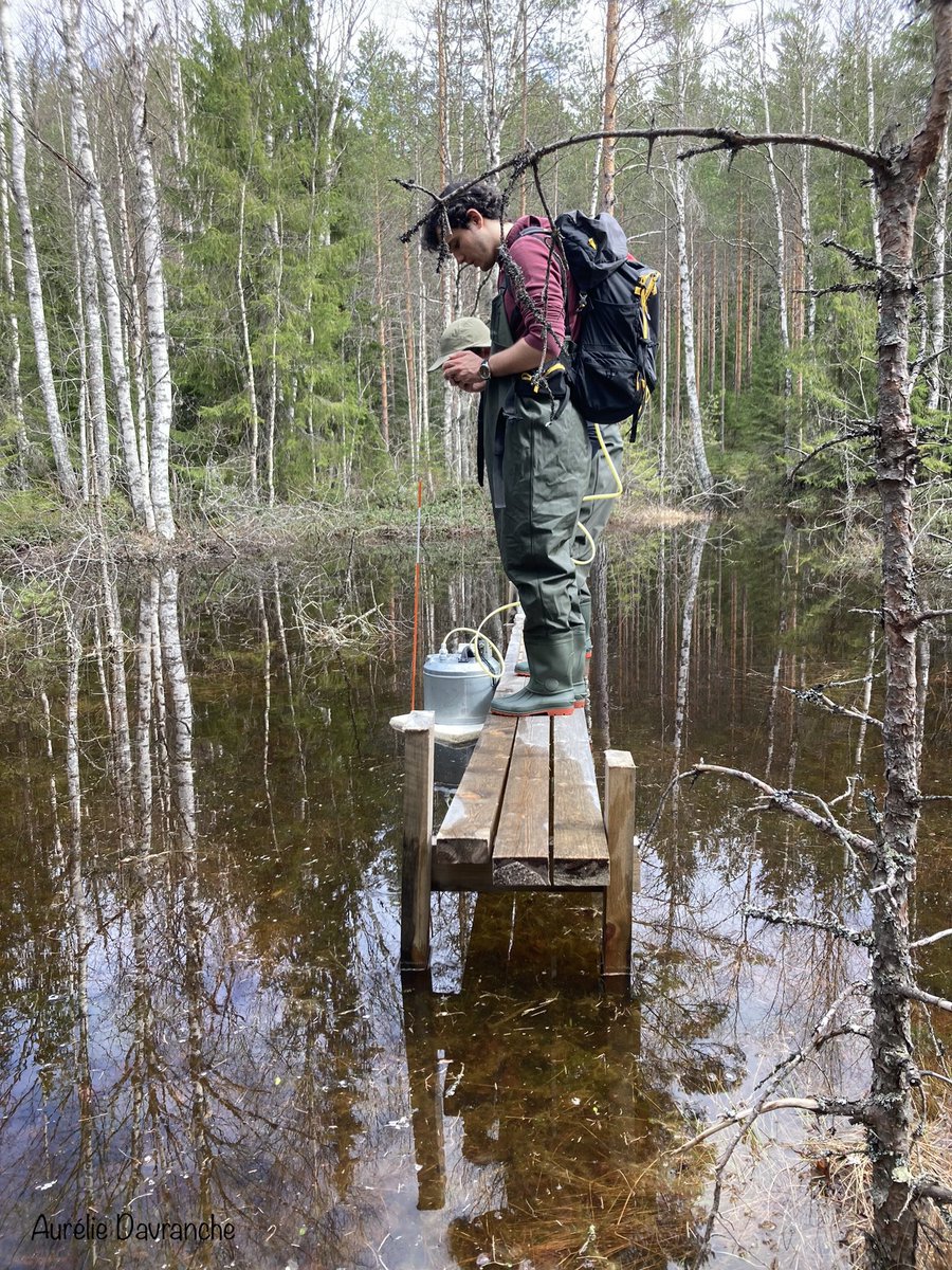 What happens in the #vernal_pools of European #boreal #forests in terms of CH4 and CO2 emissions during their wet and dry phases ? The POOL project with students from @LammiStation is working on it! @KoneenSaatio @CelineArzel @UniTurku @helsinkiuni @UnivAngers @MinLii