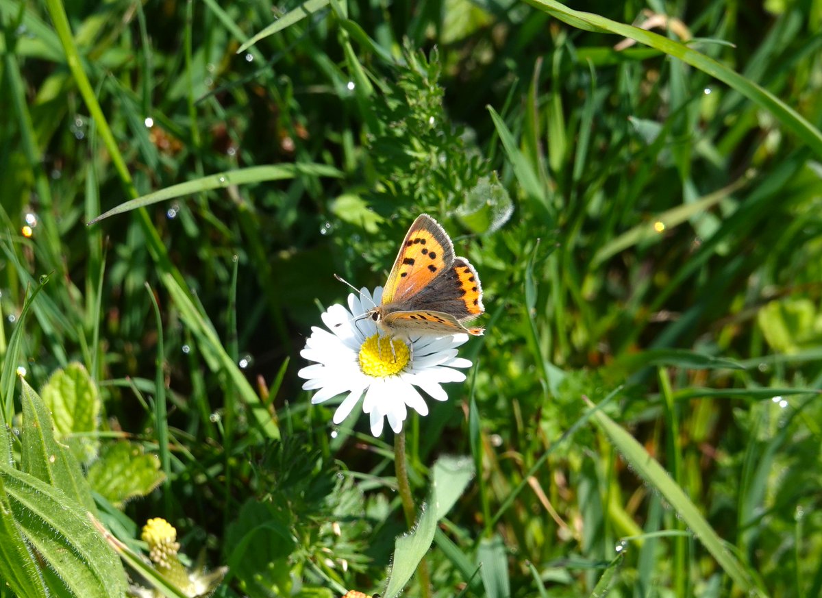 🌞 15c Two new 2024 🦋 sightings for me at Ulwell this morning freshly emerged Brown Argus & 2 lovely Small Copper, Spring at last 😀 @BC_Dorset @Britnatureguide @ukbutterflies @savebutterflies @SightingDOR