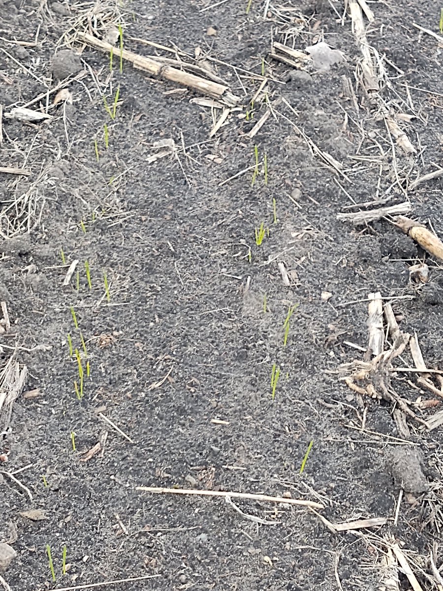 12 Days, 3+ inches of rain, and 50° The wheat is finally coming up