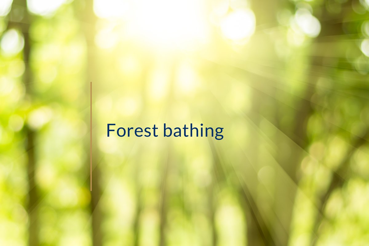 VoxelHub's tweet photo. 📣 Forest bathing by Jess - Until recently, I had no real idea of what Forest bathing was:
🔗 https://t.co/BjgqjZdnId
#forrestbathing #ecotherapy #nature https://t.co/XALCrFjzVj