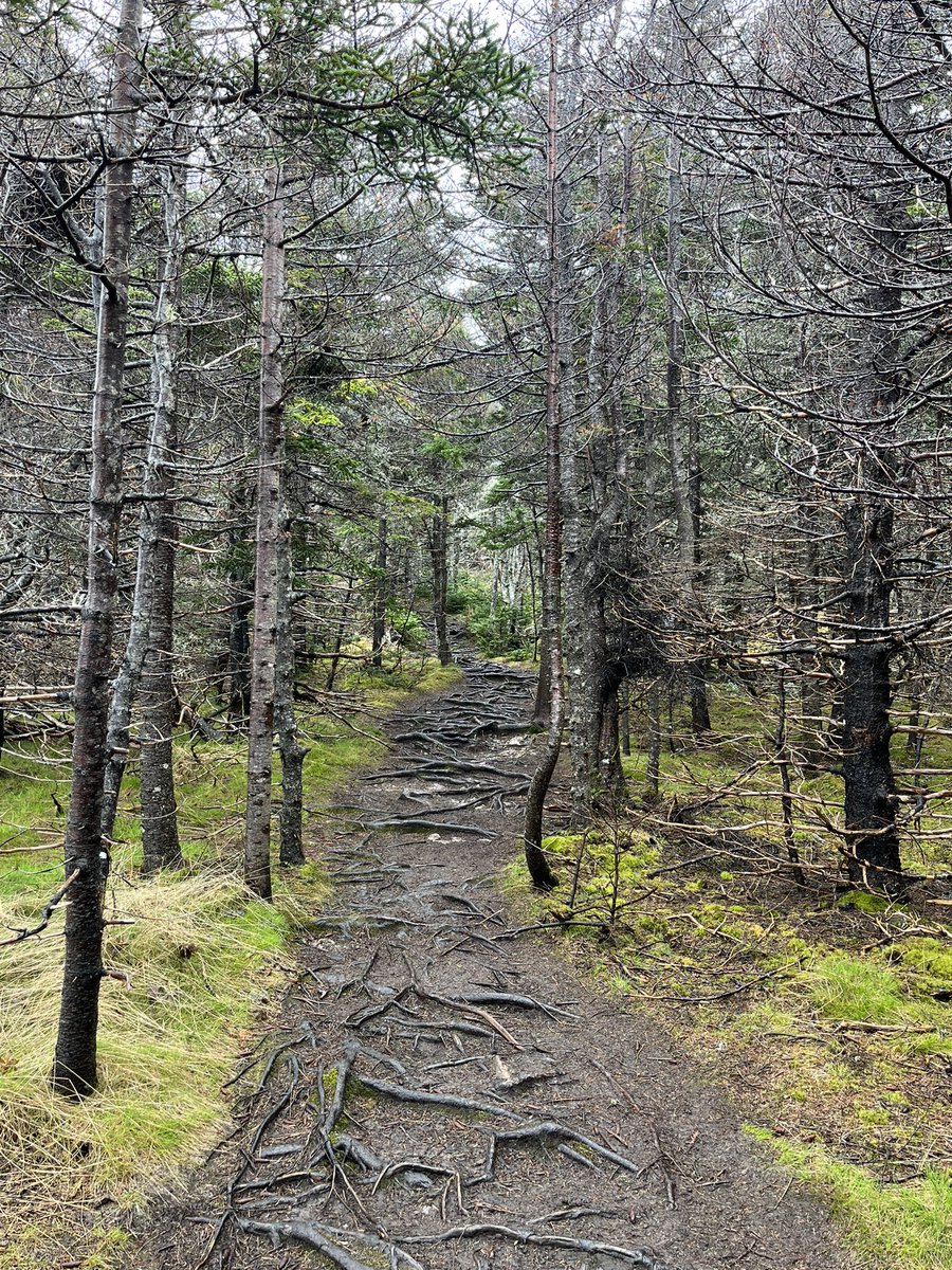 “Of all the paths you take in life, make sure a few of them are dirt.”
    — John Muir

#ExploreNL #DiscoverNL #AdventureNL #IgniteNL #GetOutside #Trails #HappyHeart