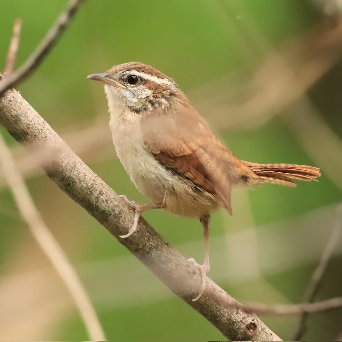 What a perfect pose from this Carolina wren!
#carolinawren #carolinawrens #wrens #wren #backyardvisitor #backyardvisitors #birdlife #backyardbirding #birdlovers #backyardbirding #ohiobirdworld #ohiobirdlovers #birdwatching #birdwatchers #birdwatchersdaily #birdwatcher