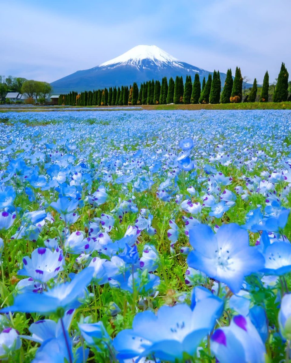 🩵Happy weekend🩵 #NaturePhotography #BeautifulJapan #Spring #HappyWeekend