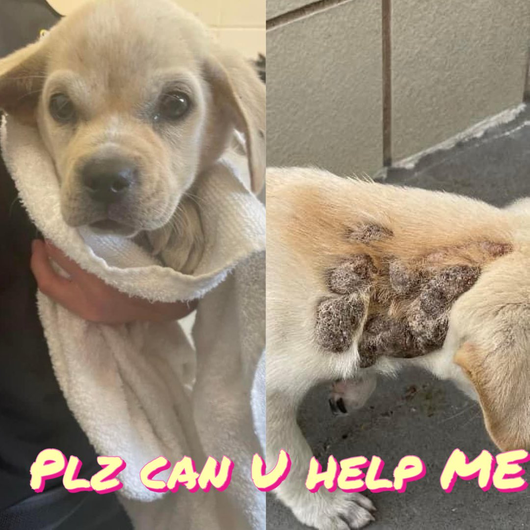 🚨IMMEDIATE RESQ🚨
🆘TILLY LAB(Pug)mix
13wk baby😫#A367049
IMMEDIATE risk of EUTHANASIA
How does a puppy END up like this???
‼️HORRIBLE‼️boggy GROWTHS on shoulder oozing puss😭
TILLY’s bright & alert
She NEEDS YOUR help 
Plz #Pledge 4 #Rescue support vet care
#CorpusChristi AC…