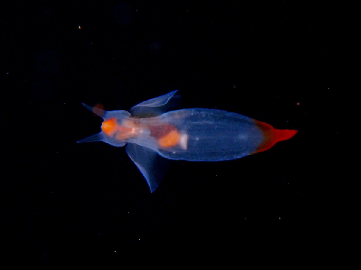 belostomatid's tweet photo. Cannot believe I caught this on camera — a sea angel (devil?) feeding. These slugs live in the open ocean feeding almost exclusively on swimming snails (Limacina sp.). They do this in a pretty spectacular way — watch the video to see! #SeaSlugSaturday https://t.co/l6EDQZKZHZ