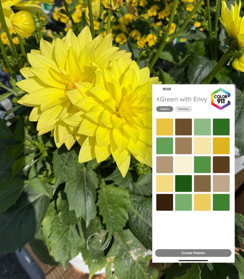 Whether you’re planning the #color of your #garden, meaning what plants or what #planters to buy, think about how your colors go together so it looks beautiful once it’s done! #Color #inspiration in the #Color911 #app! @homesandgardens @goodhousemag #gardening #plants #flowers