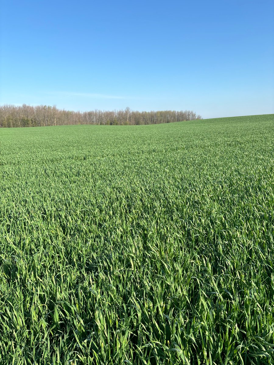 Wow. So much potential in the 2024 wheat crop. 👌 Beauty morning. #scout24