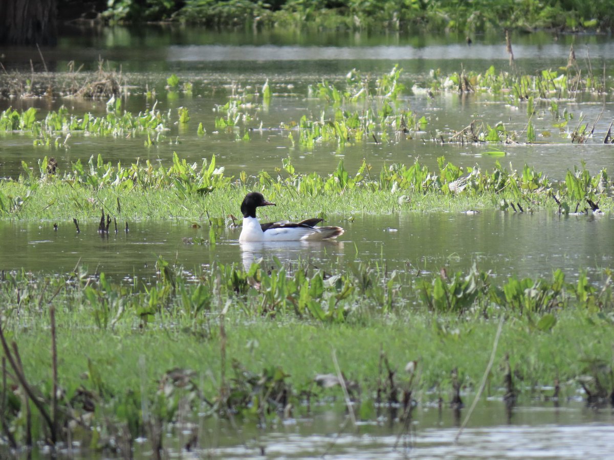 Lovely to see a male Goosander on the @RiverThameCT floods this morning #Buckinghamshire