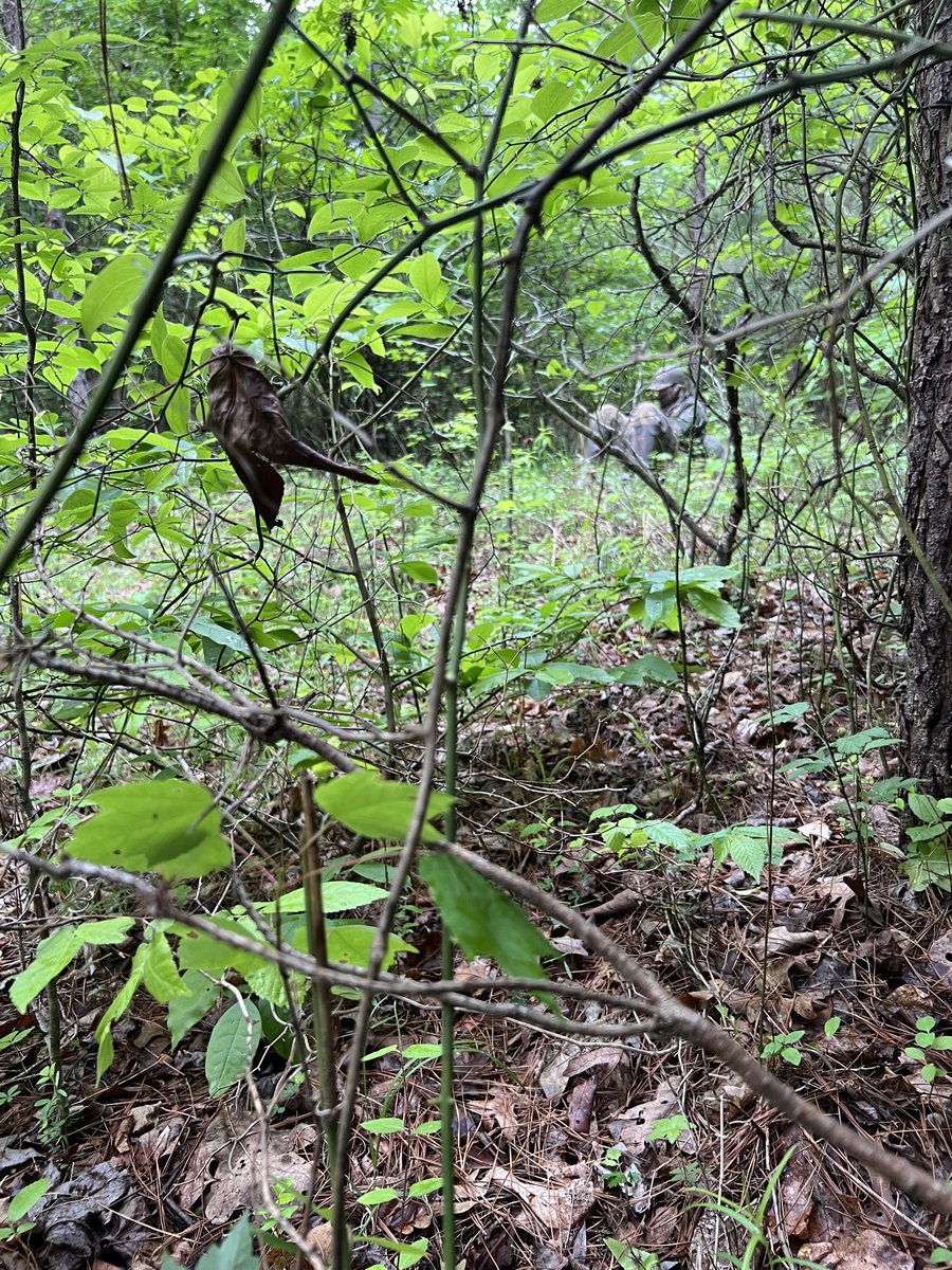 Setup #2 Turkeys are very very quiet this morning