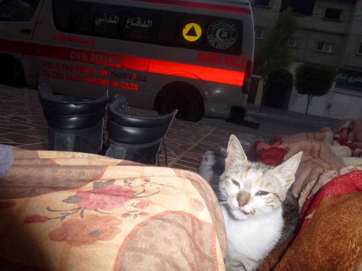 Incluso la historia de esta gatita, que nos acompañaba junto a la ambulancia mientras hacíamos guardia en la calle (los invasores bombardean los edificios de Defensa Civil) esperando las llamadas de emergencia para rescatar heridos y muertos por las bombas israelíes contra Gaza.