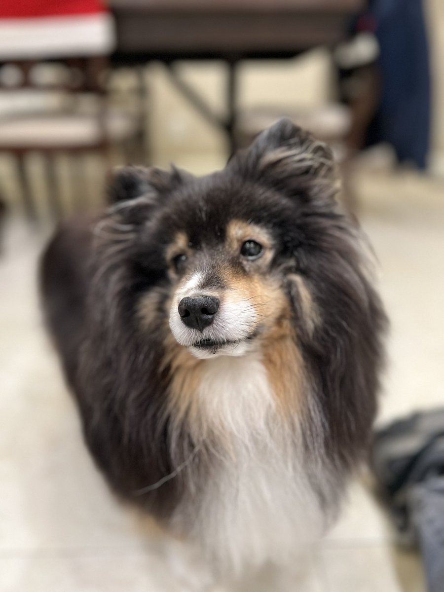 summrluvertoo's tweet image. Losing a pet hurts. It hurts even more when you never got the chance to say goodbye. 😢
Missing you so much Ruby.
