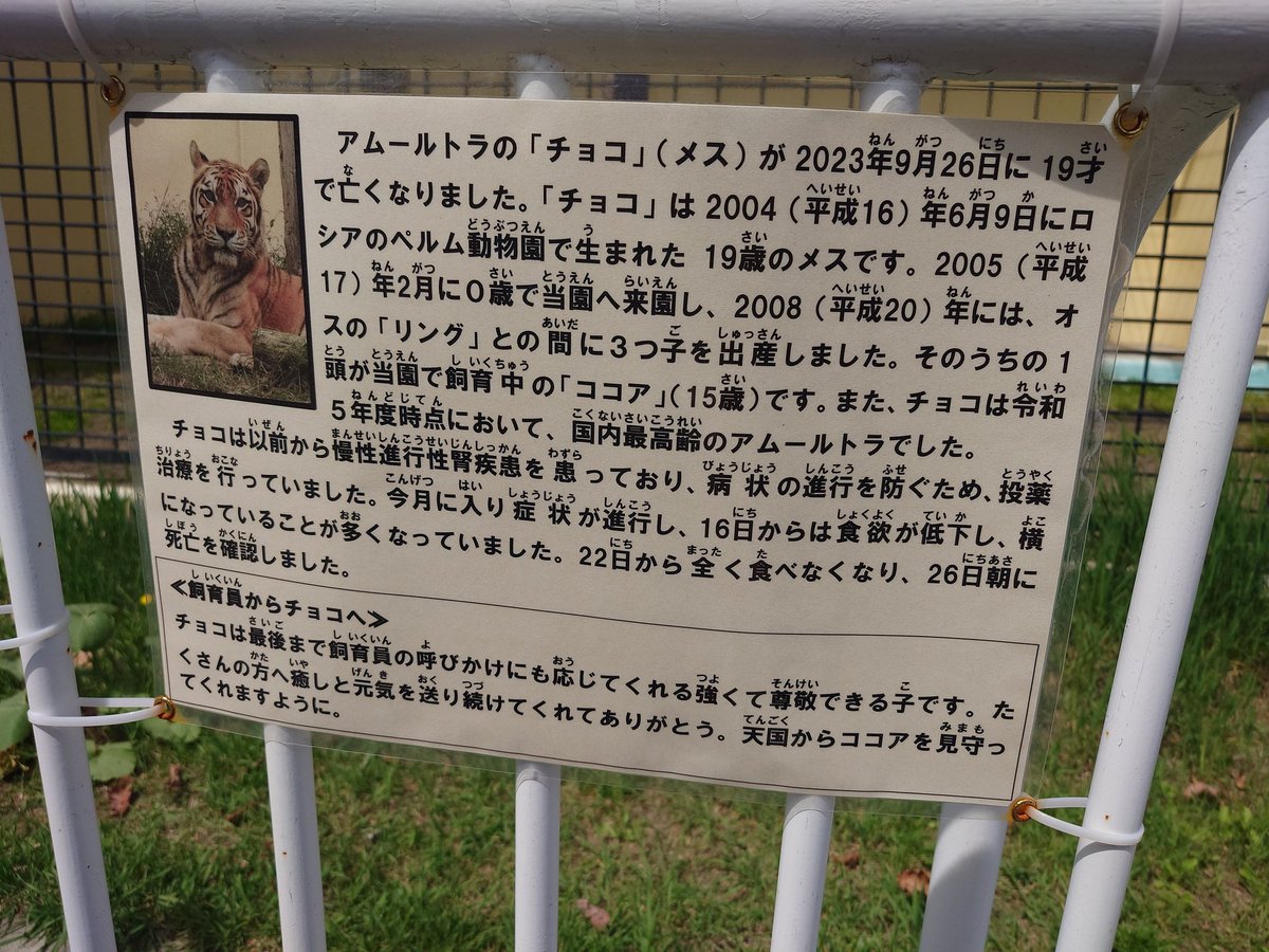 今日は釧路市動物園に行ってきたんだけれども、最推しトラのチョコちゃんが亡くなっていたのにショック過ぎて全然写真とか撮ってないです…
知らなかった…
知ってたらお花出してたのになぁ…
ほんっとに可愛いし美猫ちゃんだったよ。