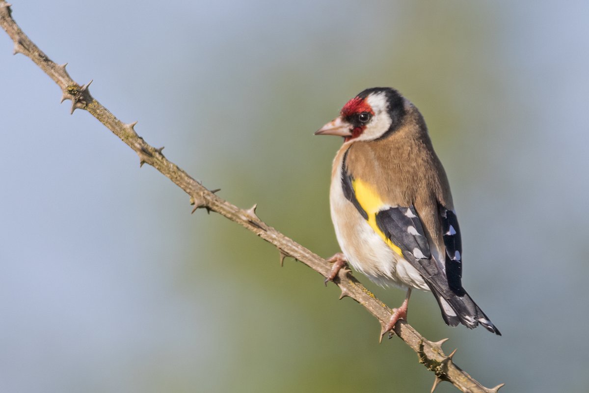Goldfinch at Goldcliff this morning #gwentbirds #gwentwildlife
