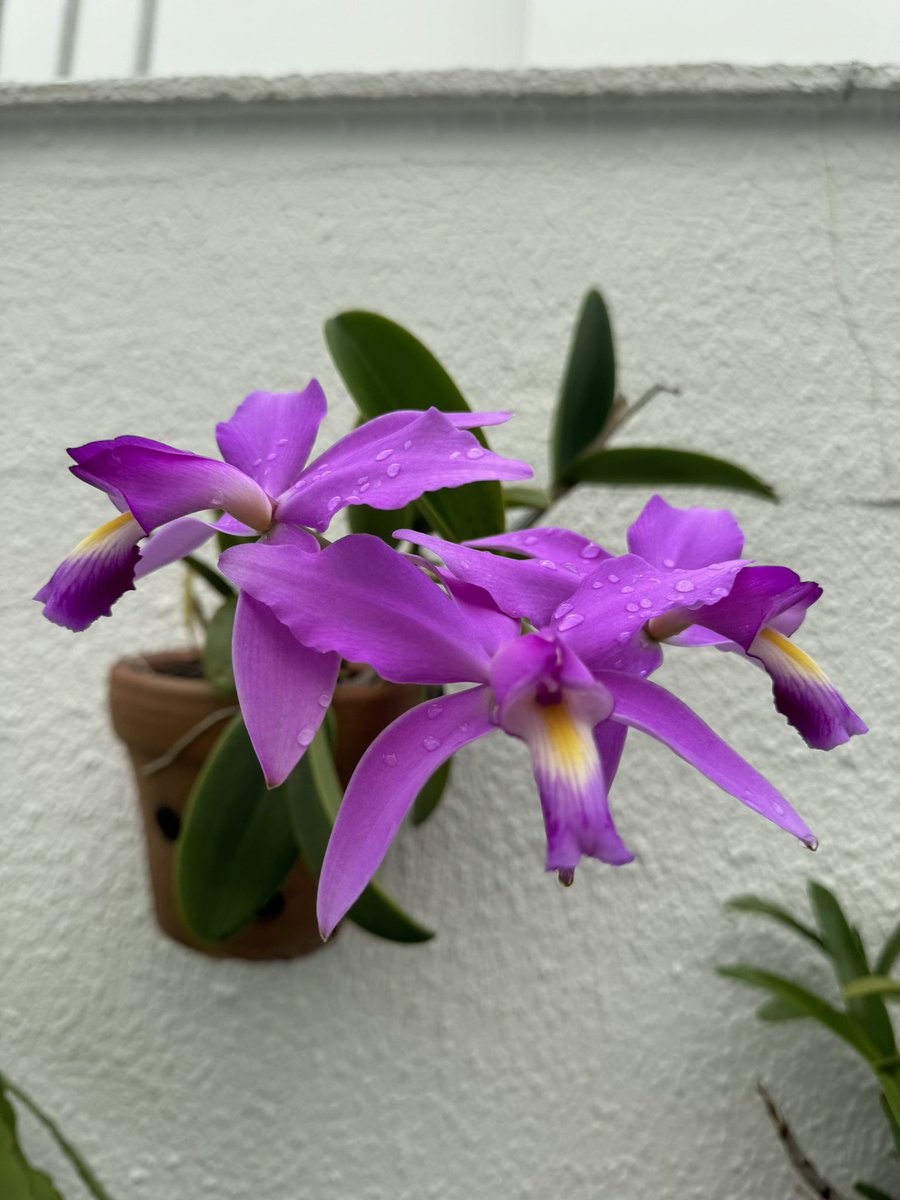 Catlleya violacea. #orchids #RioNegro