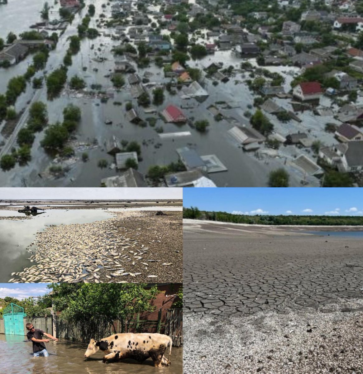100 thousand tons of grain and industrial crops have been lost by farmers in Kherson region due to flooding caused by the blowing up of the Kakhovka HPP. At least $71 million is estimated to be the amount of losses of farmers in the right-bank Kherson region. This is just part of…