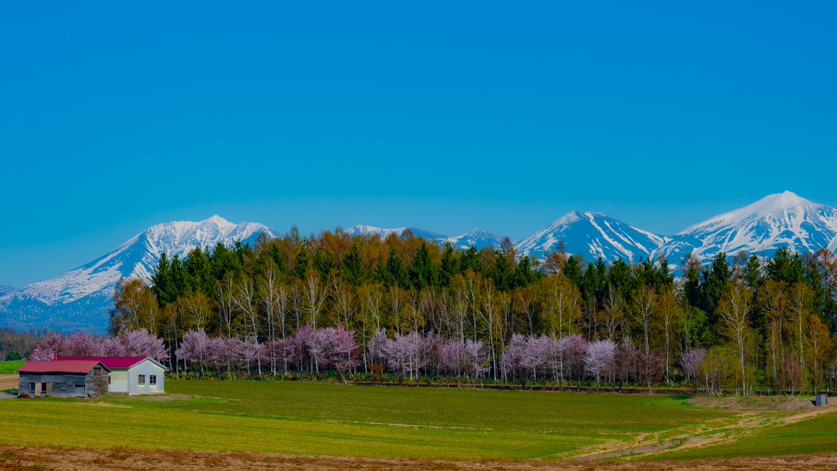 山桜の並木。

2024/5/2 
北海道・美瑛町にて  
#photographylovers #coregraphy #キリトリセカイ #東京カメラ部 #tokyocameraclub #NationalGeographic #今月の風景写真館 #美瑛町