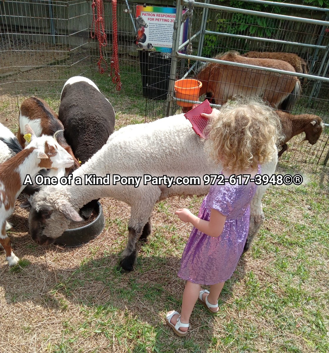 #A1ponyparty #pettingzoo #pettingfarm #pettingzoofun #pettingzooparty