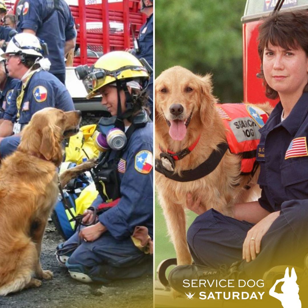 On this #ServiceDogSaturday, join us as we take a moment of paws to honor legendary search and rescue dog Bretagne who was deployed at the World Trade Center to search for survivors. Thank you, Bretagne, for your service. Today we proudly salute you!