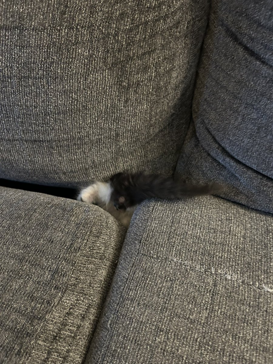 Time honored tradition in this house. Watching a kitten disappear into the couch.