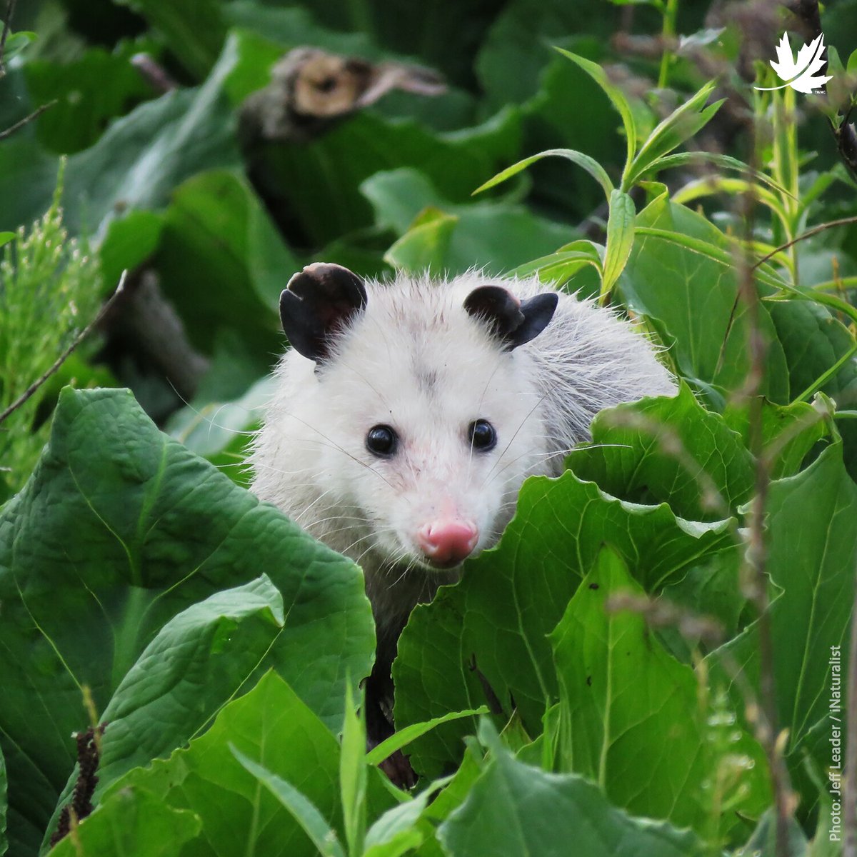Saviez-vous que l'opossum était un animal « nettoyeur » et un allié de la nature? En effet, il se nourrit des fruits trop mûrs tombés au sol, recycle les matières organiques, assure le contrôle de parasites et favorise la biodiversité!