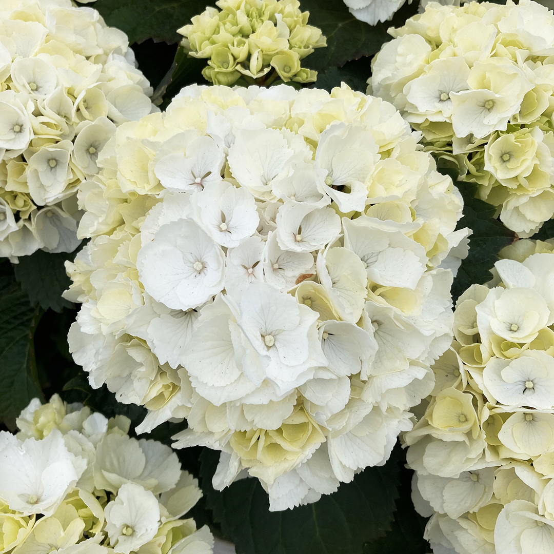 Save 20%* on seasonal plants like these classic 5ltr Hydrangea Macrophylla varieties as part of our limited time bank holiday offers ⭐ Shown: Hydrangea Macrophylla in various colours, was £19.99 now £15.99​: brnw.ch/21wJsLL *T&Cs apply