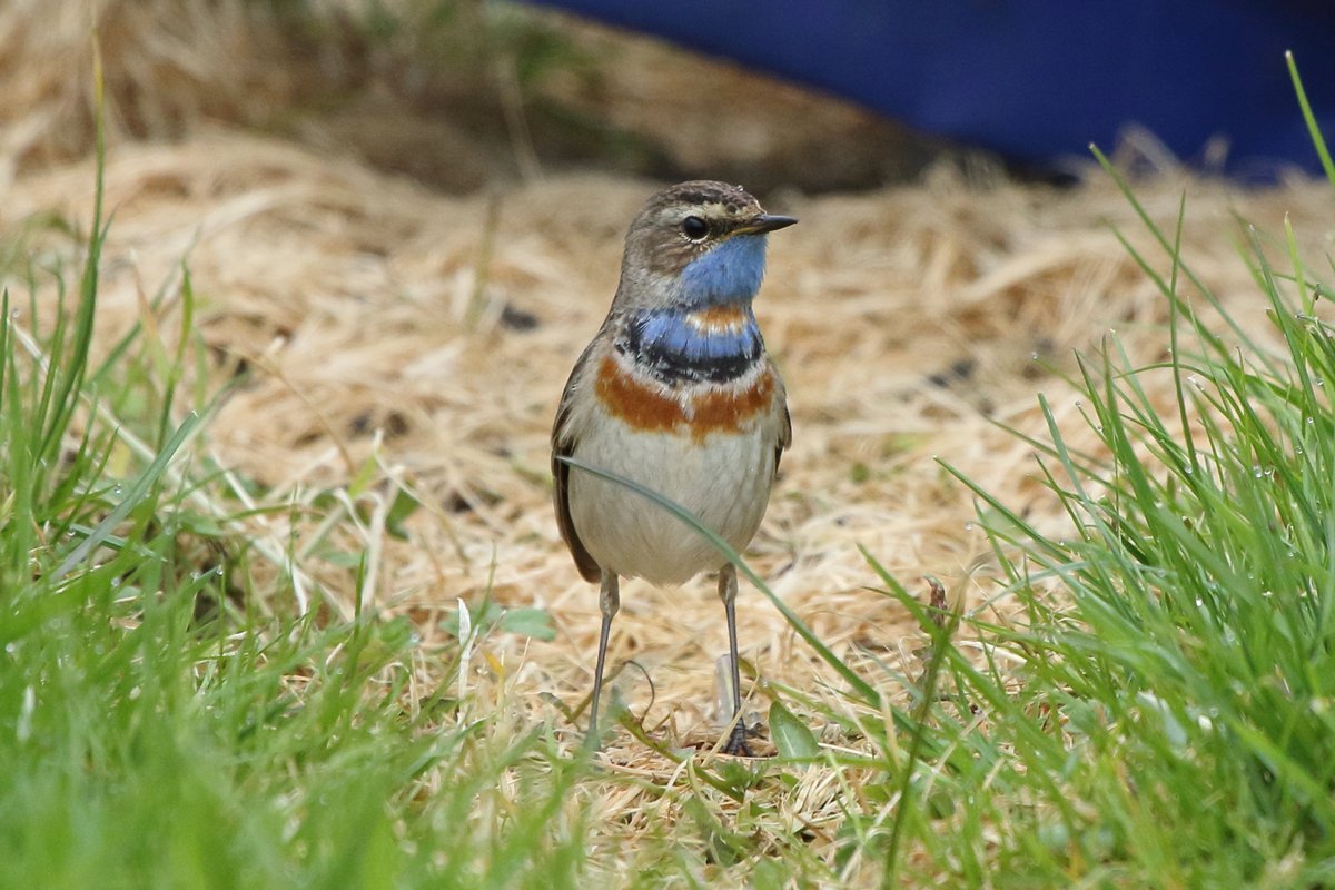 Magical morning on the patch at Tynemouth - the rain stopped and almost the first bird I clapped eyes on was this stunning male bluethroat in the TVLB garden!  A patch tick and the first I've ever found to boot. #PWC2024