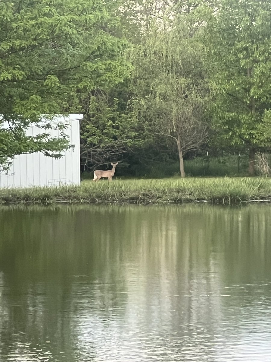 Spotted while fishing last night! Where there’s one… 🦌