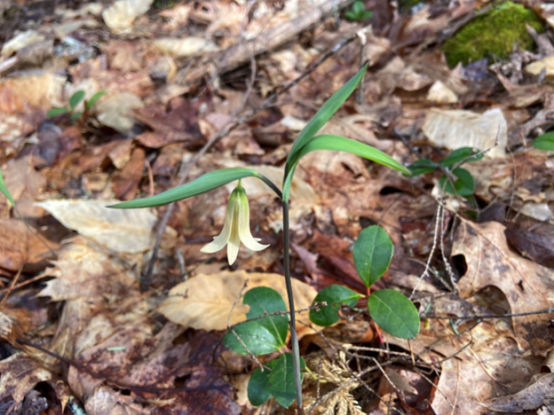 This plant is feeling its oats! Wild oats – also known as sessile bellwort (Uvularia sessilifolia) – only bloom for a short period in late April and May in #NH woods.