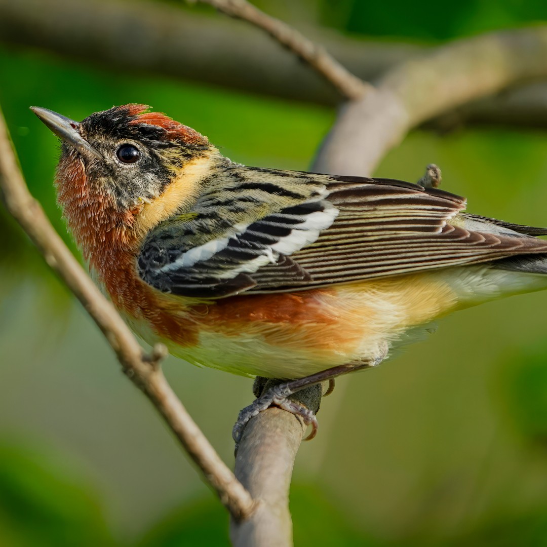 Celebrate #BirdDay by booking a birding day trip! 🐦‍⬛ Experience the magic of migration this May in northwest Ohio. Migration is a window of time where there is a great amount of diversity in the area and these trips are a great way to experience it. toledozoo.org/birding/birdin…