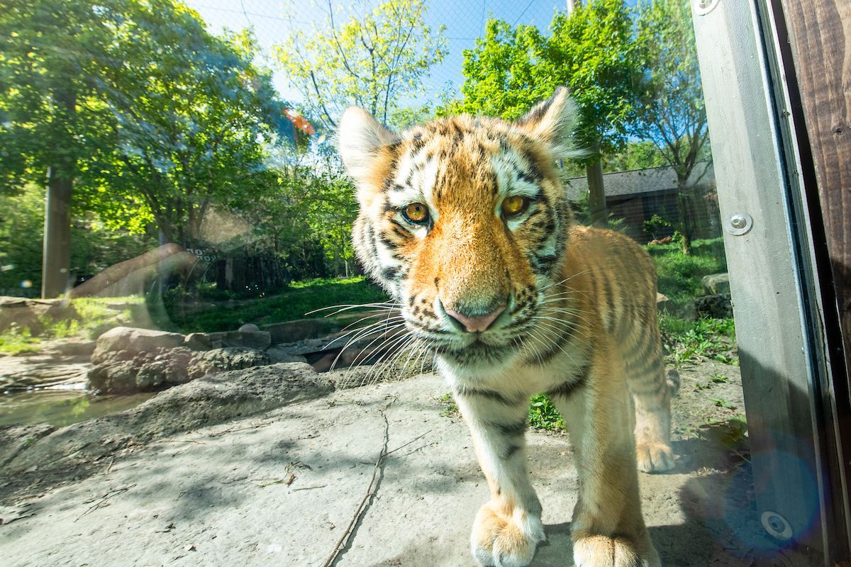 #Caturday close-up. 🐯