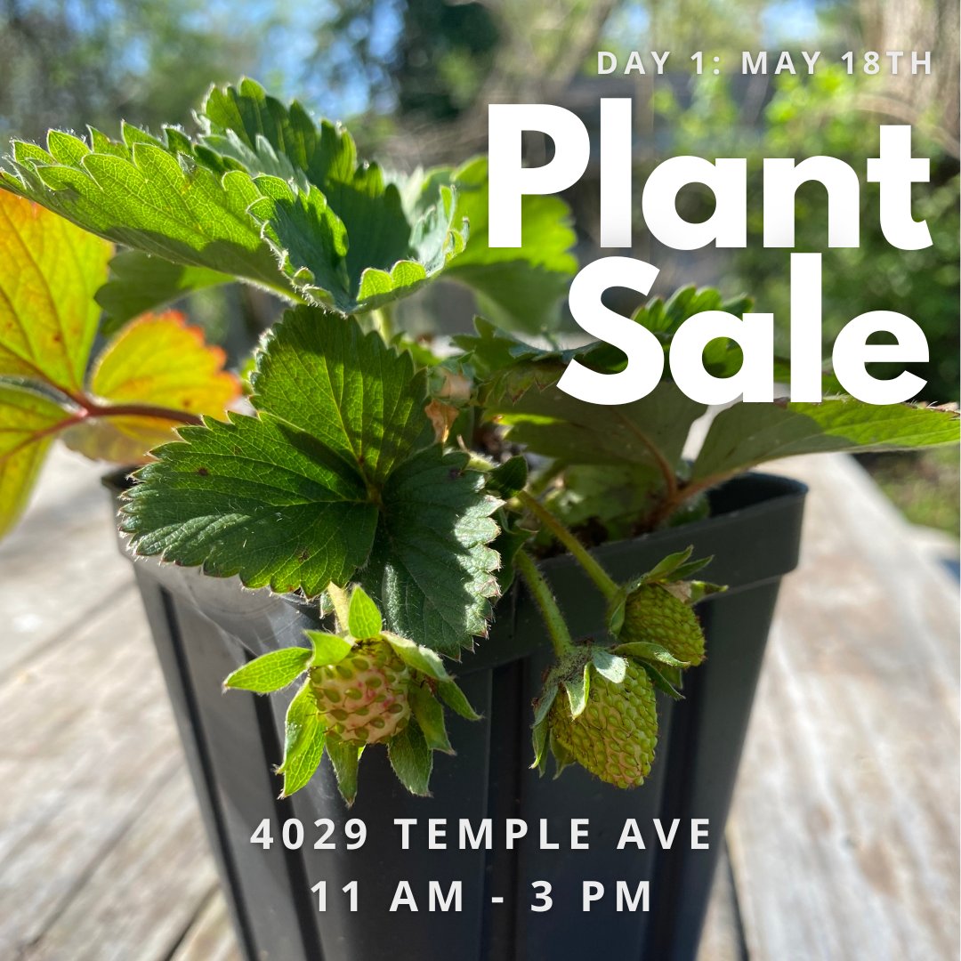 Need some help starting your garden?!  Come by our plant sale!  

We have some helpful garden kits available to pre-order on our website.

As well as a variety of healthy plant starts that will get you growing!

 #GardenKits #PlantSale #HealthyPlants #HomeGardening #GrowYourOwn