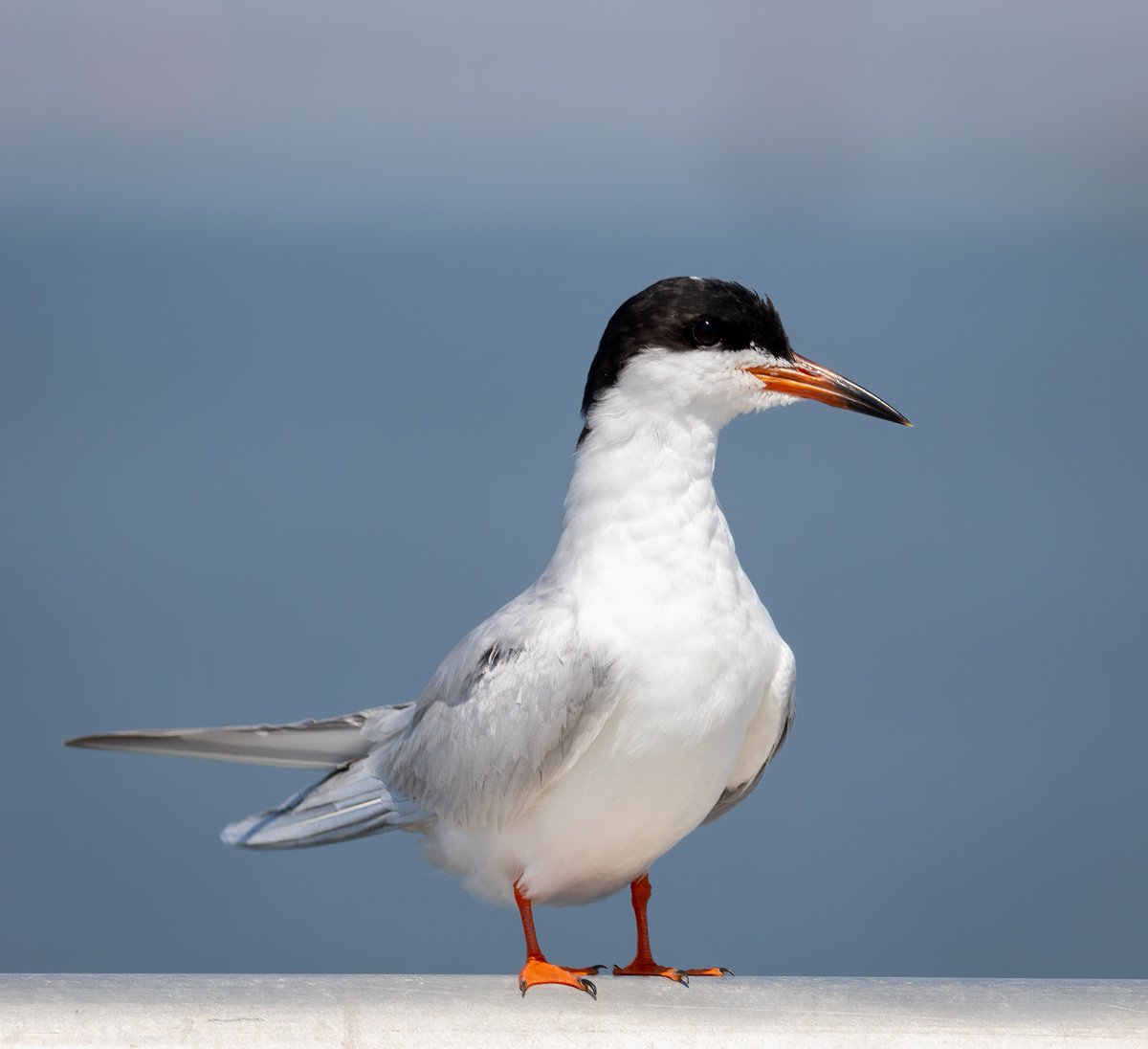 Forster's Tern.