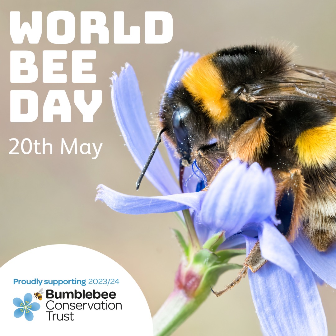 🐝🌍 This #WorldBeeDay (May 20th), let's celebrate the vital role of bees in our ecosystem! We proudly support @BumblebeeTrust in their mission for bumblebee conservation. Join us in protecting these pollinators! 🌸💛 #SaveTheBees
