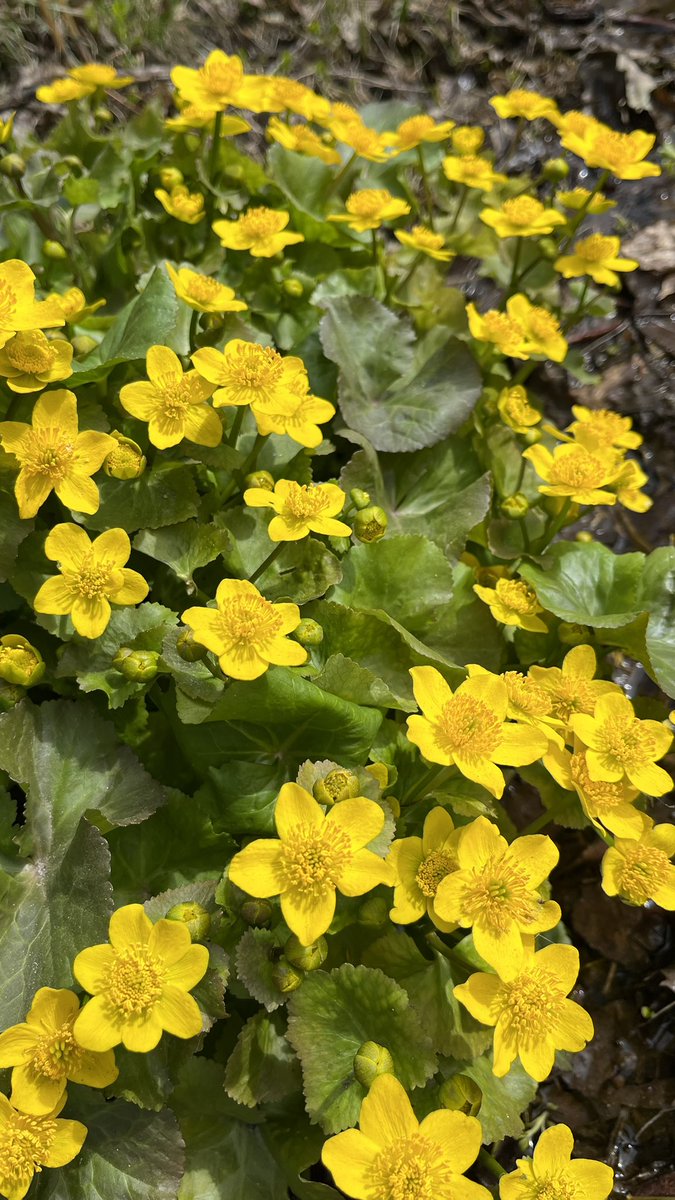 Hello yellow   May - keltainen toukokuu  #rentukka #kingcup #marshmaricold #photography #flowerphotography #NaturePhotography #thePhotoHour #MacroHour #channel169 #StormHour #valokuvaus #luonto #natur #自然