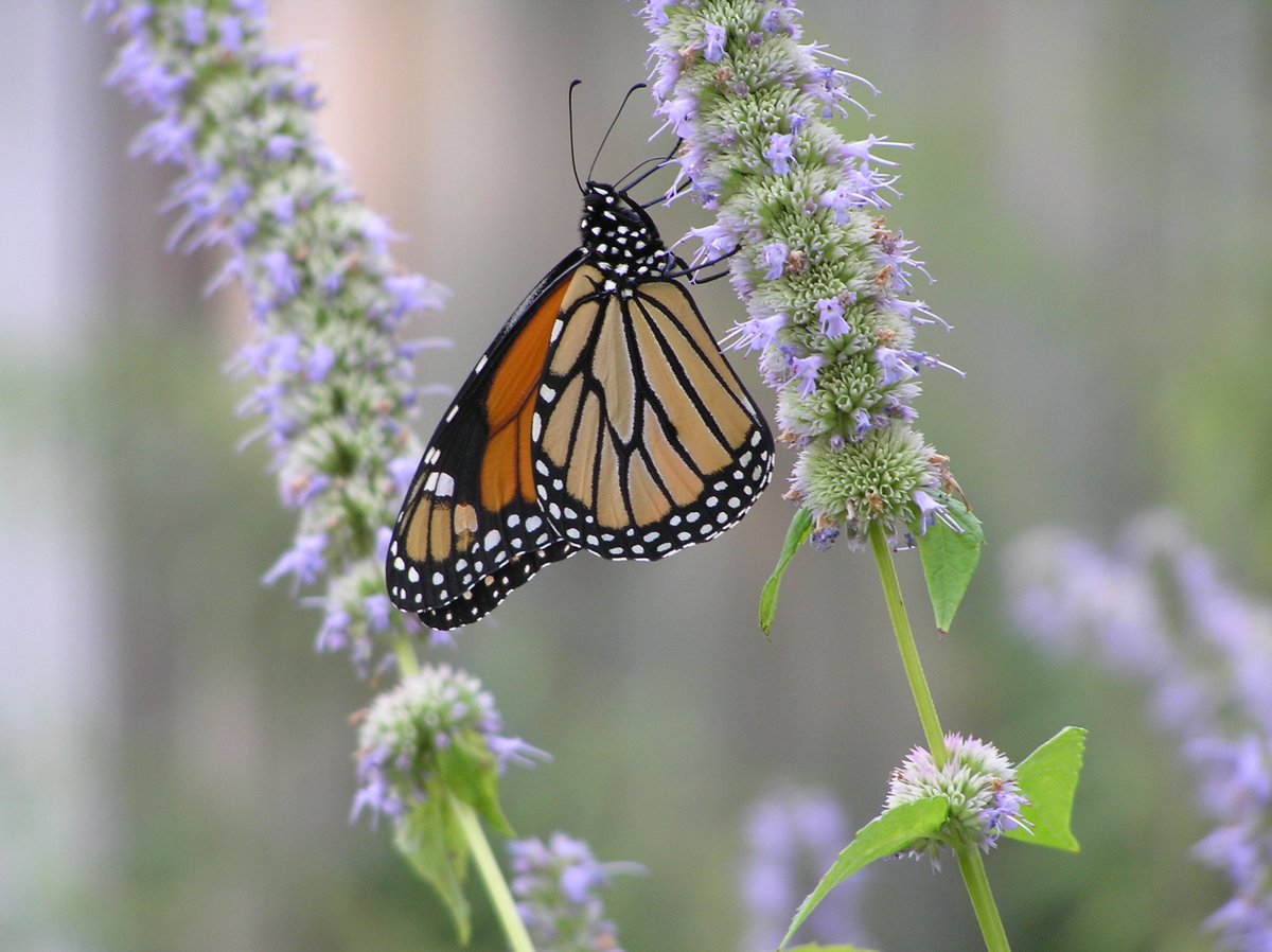 Happy National Start Seeing Monarchs Day! Let's raise awareness to protect these beautiful insects from endangerment. For tips on planting butterfly-friendly flora like milkweed: bit.ly/3UIu2Ln #StartSeeingMonarchsDay #monarchbutterfly #butterflies