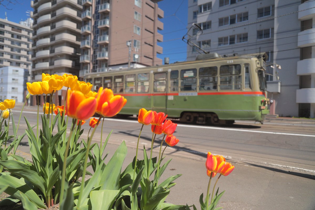 桜が撮れてないんですが、春だったね
2024年5月 札幌市電

#sapporo243