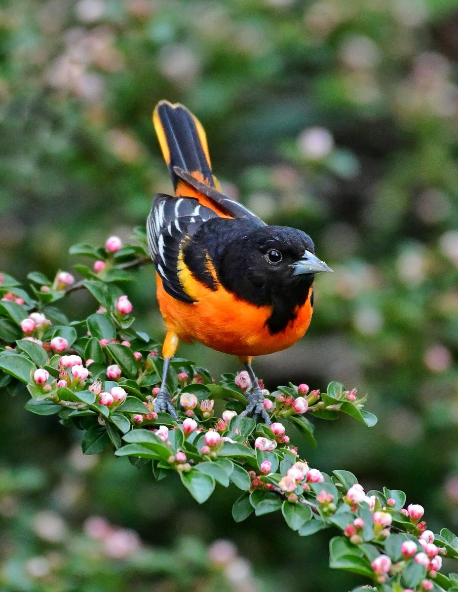 Good morning! Soooo happy Baltimore Orioles have arrived. I love hearing their calls & what's so wonderful is they nest in Central Park so we get to enjoy them all Spring&Summer. This male is so stunning. 😭❤️
