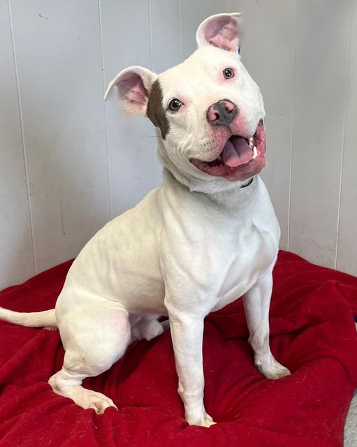 rescueridge's tweet image. Look at that happy face!  Such a good boy.  Chestnut is a 1 1/2 yr old, 50lb pittie mix and what a sweet boy he is! Chestnut is the perfect combination of playful and snuggly. He loves everyone he meets and will gladly trade you kisses for some ear scratching and a good belly