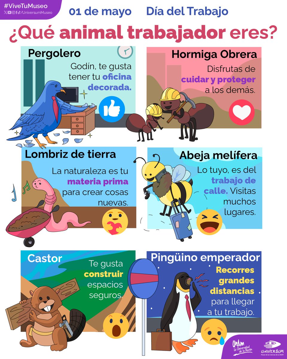 A propósito del #DíaDelTrabajo, hablemos de los animales más trabajadores 🐝👇🏼
¿Cuál es tu favorito?
Texto e imagen: Universum, Museo de las Ciencias
#ViveTuMuseo