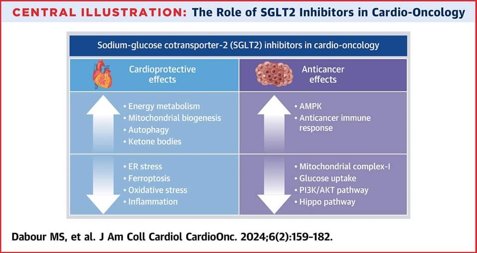 🔴 Do #SGLT2i have a role in #CardioOnc? This review article highlights the cardioprotective evidence and the anticancer potential of SGLT2i in cardio-oncology. bit.ly/4ccqRCd

#JACCCardioOnc #CardioEd #CardioTwitter #cardiology