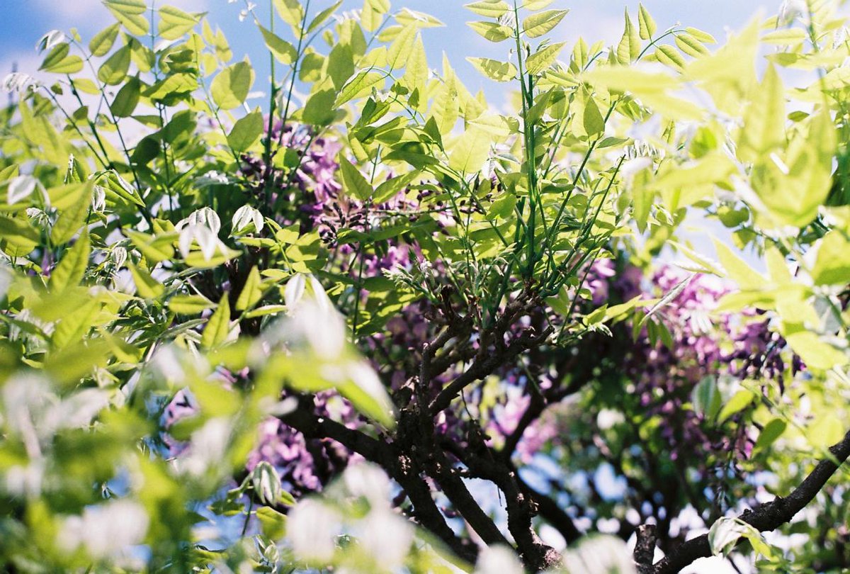 自宅の藤棚です✨
今週は暖かかったのでジャスミンの花も満開になりました

みなさま素敵なGWをお過ごし下さいね✨

My home garden, Tokyo, Japan

#写真好きな人と繋がりたい 
#桜咲く #花好きな人と繋がりたい 
#キリトリセカイ #homegarden