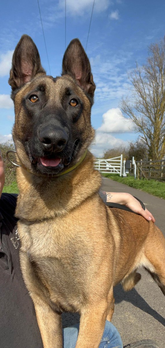 gsrescueelite's tweet image. Lucas is 3yrs old and he is a friendly boy who has loved everyone he has met, Lucas can live with older kids and has been fine with the other large breed #dogs at the kennels 
#germanshepherd #Essex 
gsrelite.co.uk/lucas-2/