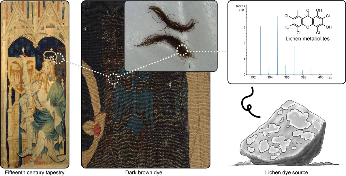 🚨 New paper alert! 🚨 Analysis of a 15th c. tapestry revealed unusual chlorinated xanthones produced only by certain species of lichen. Is this the 1st evidence of a new lichen dye? To learn more, check out our open access article: mdpi.com/2571-9408/7/5/… via @Heritage_MDPI