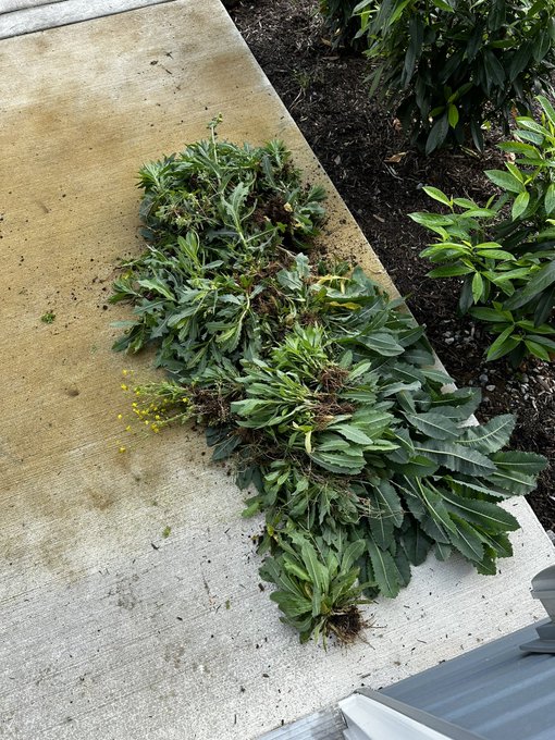 Dads are so cool. Mine just came over and pulled all the weeds from my new house lol https://t.co/BP