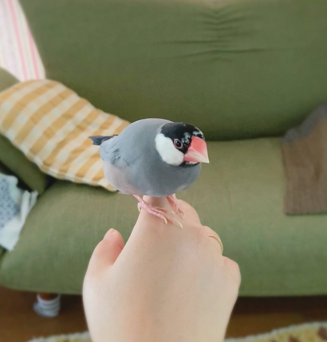 目がｷﾗｷﾗして嬉しそうだった放鳥時の文鳥さん