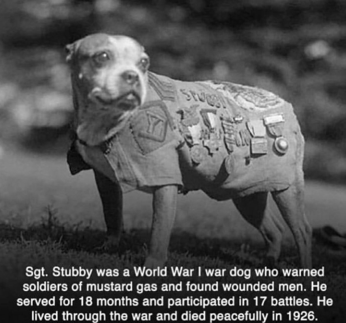 Sgt. Stubby will forever live on in our hearts.