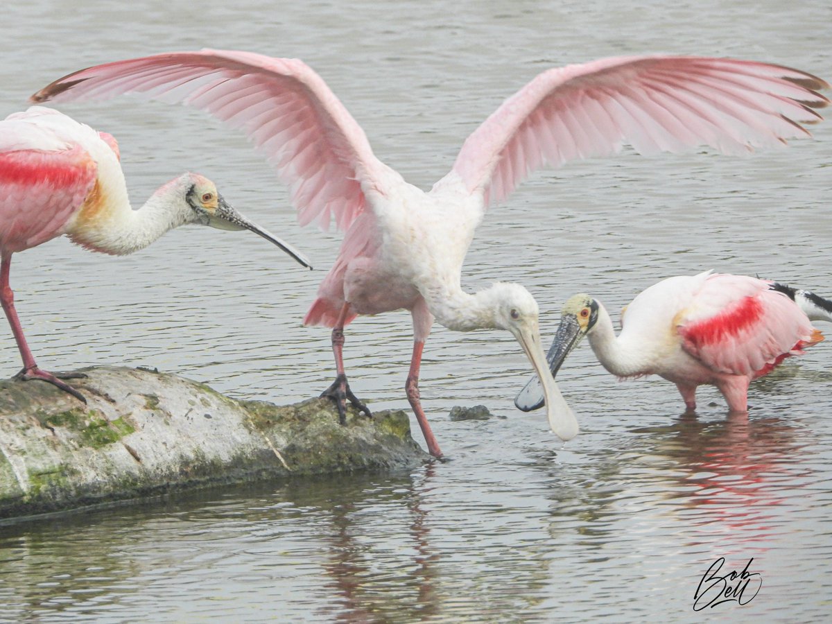To me Roseate Spoonbills look like something Dr. Seuss drew. Beautiful, gorgeous birds! The centre one spreading its wings is a young one, and I like to think those are its adoring parents watching on. #birds #birding #birdphotography #SPI #Texas #spoonbill #roseatespoonbill