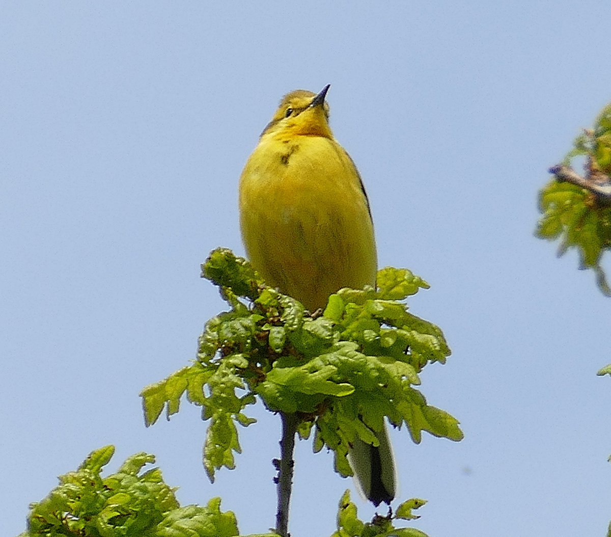 Yellow Wagtail I believe, a beautiful visitor I have not seen for years, spotted today on arable farmland next to a large lake.